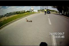 Kachní rodinka měla policejní doprovod. Strážníci kvůli ní zastavili dopravu