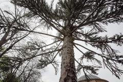 Sekvojovec obrovský zasazen ve Stromovce