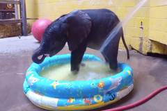 Slůně si nejraději hraje s červeným balónem. Podívejte se na roztomilé video