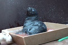 Mládě lachtana se cachtá ve vodě. Připravuje se na plavání ve venkovní expozici