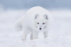 Soutěž Czech Nature Photo