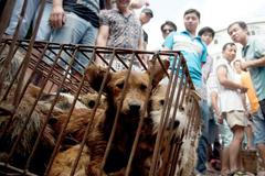 Festival psího masa