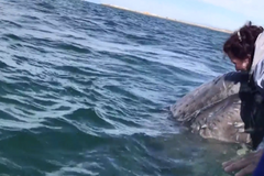 Velryba dala pusu turistům