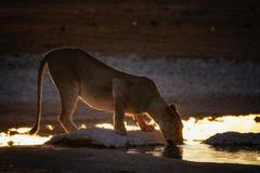 Fotografie Chrise Schmida z Namibie