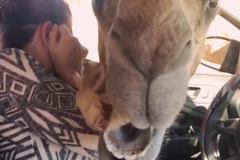 Velbloud strčil hlavu turistkám do auta, snědl jim svačinu i s pytlíkem