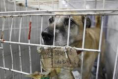 Ztracení domácí mazlíčci z Fukušimy