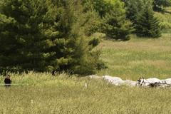 Havarující vzducholoď