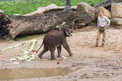 Pražský sloninec zažil narozeninovou oslavu. Roční Max vesele pobíhal ve výběhu