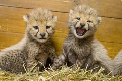V pražské zoo se narodila gepardí paterčata. K vidění budou v srpnu