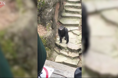 Dovádějící šimpanz překvapil přihlížející publikum