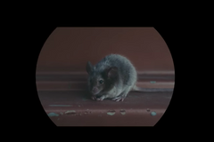 Myš a Iggy Pop jsou nejvtětší hvězdy klipu od kapely Alj-J