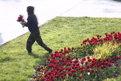 Městská kamera zachytila trojici, která ničila tulipánové záhony v Olomouci