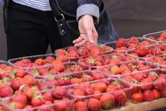 Razie proti jahodářům. Někteří se častěji vydávají za konkurenci