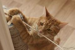 Zběsilý kocour ničil nábytek po celém bytě. Pomohl nákup hraček