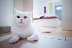 Kočka, wellness pro zvířata