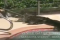 Záchranáři vytáhli aligátora z bazénu na Floridě