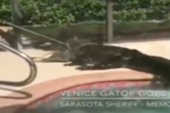 Záchranáři vytáhli aligátora z bazénu na Floridě