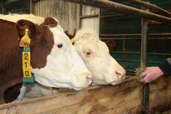 Krávy, zemědělství, farma, družstvo, zemědělec, farmář, chov, skot