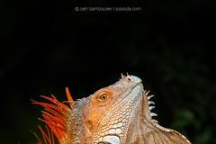 Peter Bambousek - fotografie