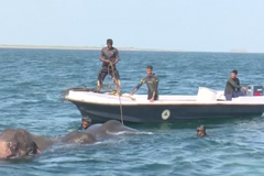 Slony unesl proud na otevřený oceán. Lidé je zachraňovali pět hodin