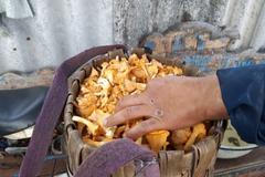 Žena prodává houby nasbírané u zamořeného Černobylu. Zákaznící to nevědí