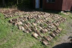 Zakousnutí bažanti na Hradecku