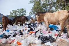 Plast - plasty - odpad - skládka - zvířata - koně