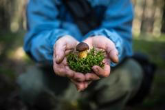 Ilustrační fotografie, houby, fotosoutěž, 2017