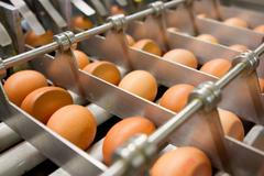 ilustrační fotografie, vejce, 2017