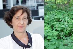 Potenciál rostlin v léčbě rakoviny je obrovský, neumíme toho využít, říká Kmoníčková