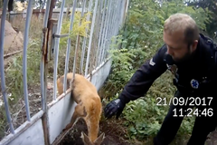 Policisté zachránili zaseklou srnku