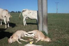 Mrtvá telata, které zabil výboj z elektrického vedení.