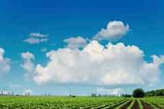 Zemědělství, slunečnicové pole, ilustrační foto