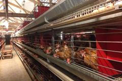 Klecové chovy? Slepice žijí na velikosti formátu papíru A4, po roce jdou na jatka, říká Dobrý