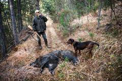 Divoké prase, africký mor, divočák