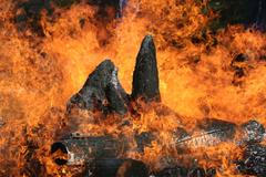 Pálení rohů nosorožců v ZOO Dvůr Králové