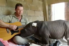 Ošetřovatel se rozhodl uspat nosorožčí mládě hrou na kytaru