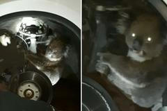 Koala se schovala v autě. Majitel na ni přišel až po 16 km