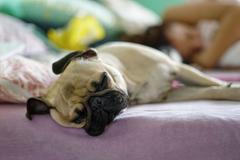 Pes spící v posteli