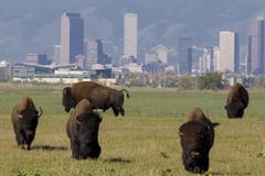 Bizoni v Denveru