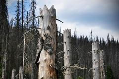 Národní park Šumava, kůrovec, okolí pramenů Vltavy