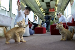 Japonský dopravce zaplnil jeden z vlaků kočkami. Cestující se s nimi mohli mazlit