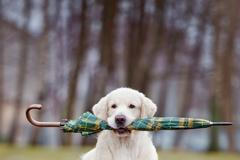 O vánocích si nezapomeňte deštník