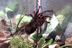 Zoo Praha zahájila výstavu 60 druhu sklípkanů.