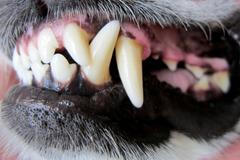 Psí zuby, ilustrační foto