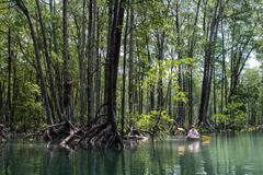 Mangrovníky, Mergui Archipelago, Myanmar