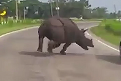 Divoký nosorožec agresivně ohrožuje silniční dopravu