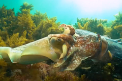 Námluvy sépií. Potápěč natočil stovky podmořských živočichů při "flirtování"