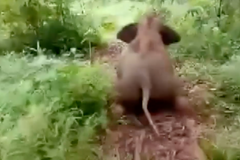 Slůně se baví klouzáním z kopce dolů. Vtipné video zachytil jeho ošetřovatel