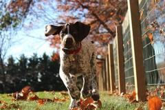 spokojeny pes_poutací